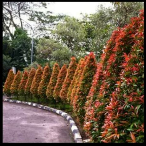 Jual Bibit pohon daun pucuk merah - Kota Bogor - cahyadimulya | Tokopedia