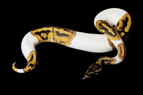 63 Stunning Ball Python Morphs (Our Favorite Types)