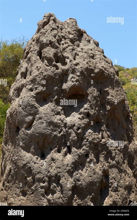 A giant anthill colony inside the Serengeti National Park, Tanzania, Africa Stock Photo - Alamy