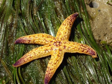 Northern pacific Seastar | Marine pest deck: Invasive species guide | Marine pests | Biosecurity ...