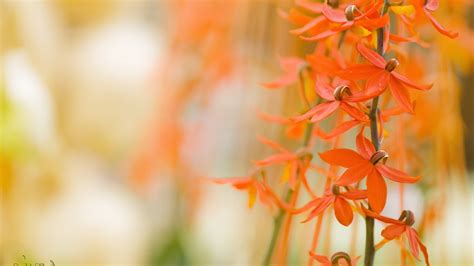 macro, Flowers, Orange Flowers Wallpapers HD / Desktop and Mobile Backgrounds