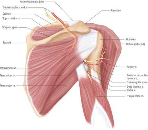 muscles of the shoulder girdle - ModernHeal.com