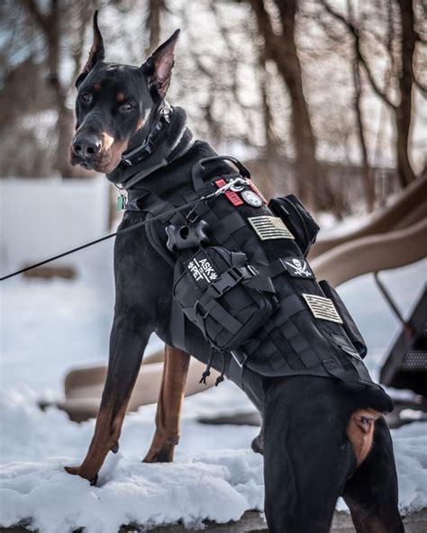 a black and brown dog standing on top of snow covered ground