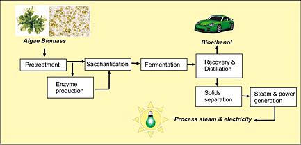 An overview of algae bioethanol production - Li - 2014 - International ...