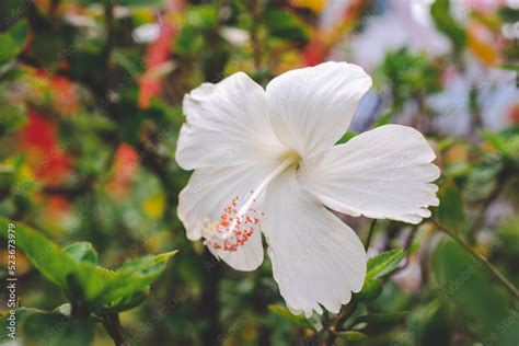 Hibiscus rosa-sinensis, known colloquially as Chinese hibiscus, China rose, Hawaiian hibiscus ...