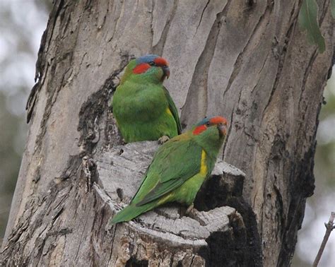 Musk Lorikeet (Glossopsitta concinna) | Musk Lorikeet - pair… | Flickr