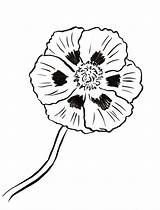Poppy Coloring Page  Art Starts sketch template