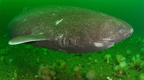 Greenland sharks: Toxic, half-blind giants of the ocean | Live Science