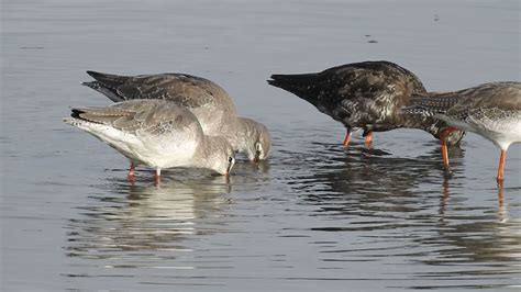 RSPB Blacktoft Sands and the Humber on Twitter: "11 Spotted redshank feeding on Marshland lagoon ...