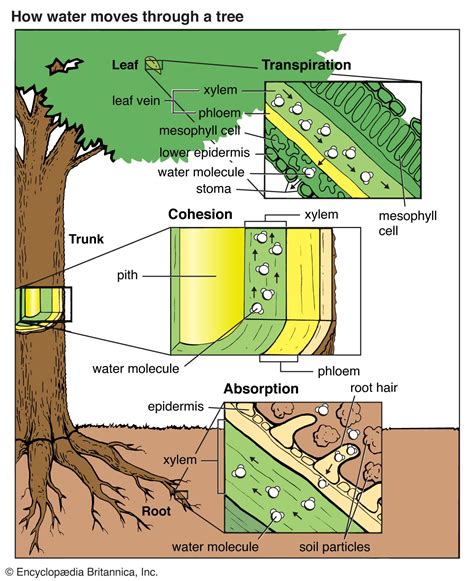 Root pressure | Definition, Botany, Mechanism, & Facts | Britannica