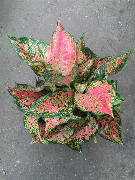 Aglaonema | Westlake Nursery