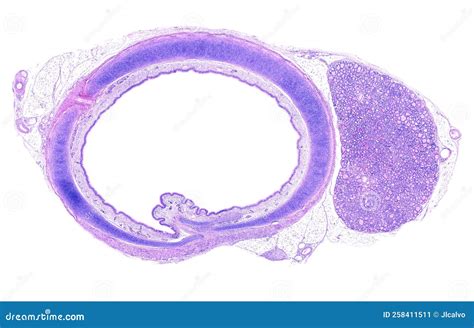 Trachea and thyroid stock image. Image of respiratory - 258411511