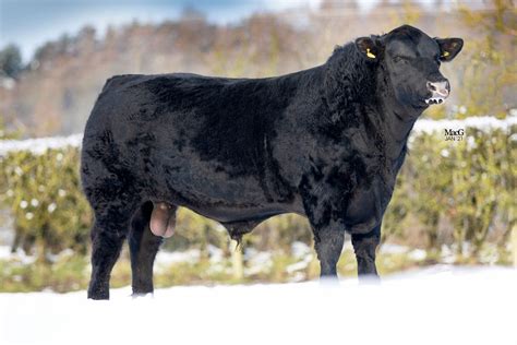 Aberdeen-Angus Bulls For Sale - Feb '21 - MacGregor Photography