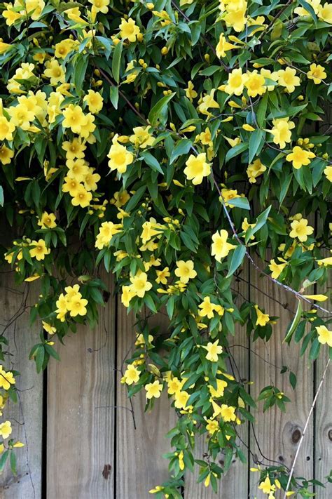 10 Beautiful Climbing Vines for Your Garden | Wall climbing plants, Climbing flowers, Climbing vines