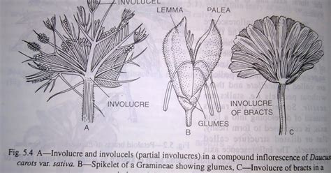 Indefinite or racemose inflorescence and its types – Artofit