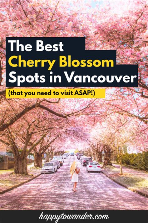 Cherry Blossoms in Vancouver 2024: Where to Take the Best Photos!