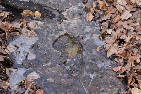 Moose hoof prints in Alaskan permafrost | Flickr - Photo Sharing!