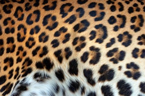 Jaguar vs Leopard - Top 15 Differences: Spots, Speed & More