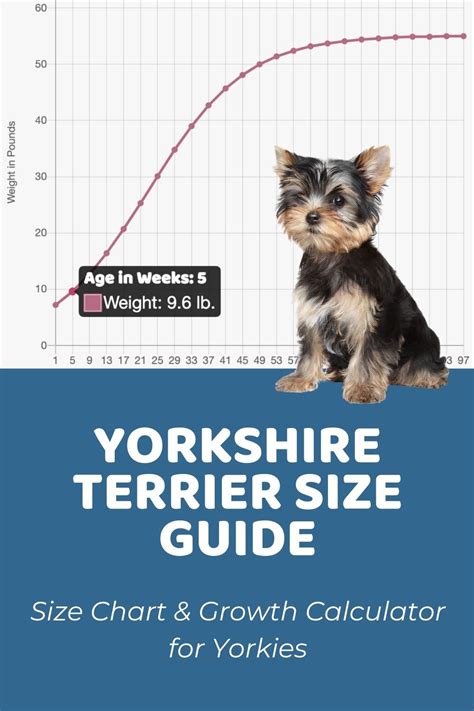 22+ yorkie weight chart calculator - MeredithFloyd