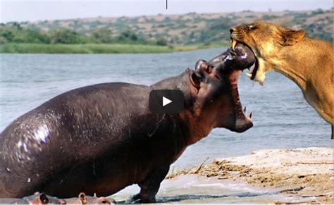 LION vs HIPPO - Animal Fight Lion vs Hippo vs Lion Real Fight | kata