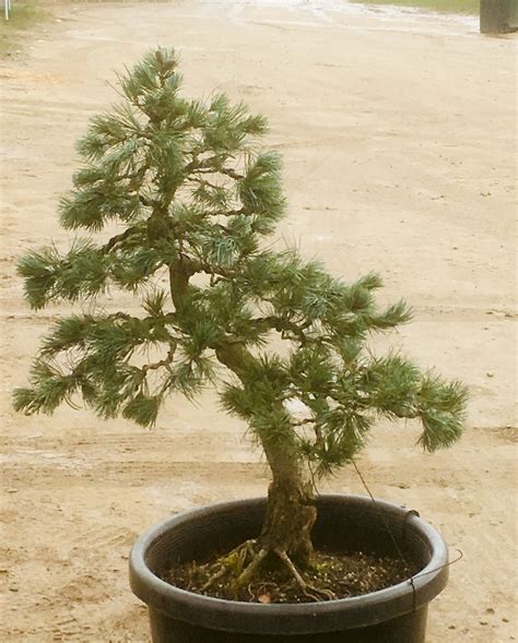 Development of white pine – Sugoi Bonsai