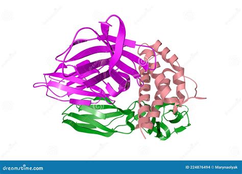 Crystal Structure of Human Interleukin-2 in Complex with Interleukin-2 Receptor. Ribbons Diagram ...