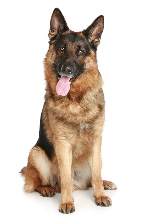 German Shepherd PNG