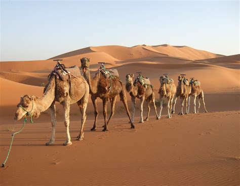 Camel Wallpapers Images Photos Pictures Backgrounds