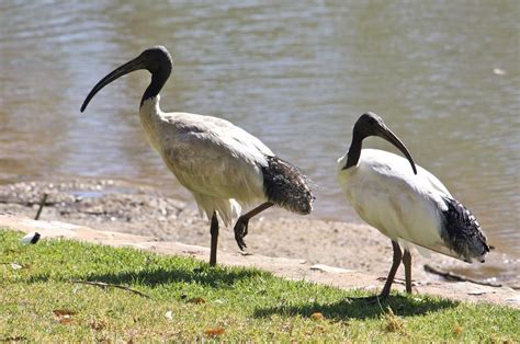 Australian White Ibis - The Australian Museum