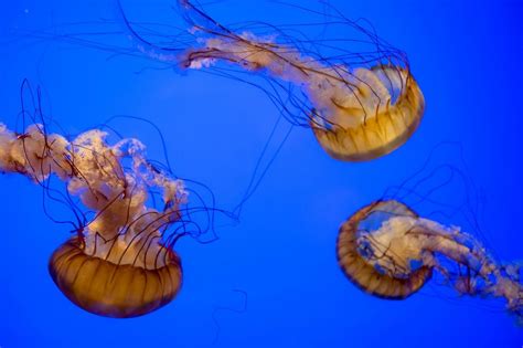 Three orange jellyfish swimming in the water - Creative Commons Bilder