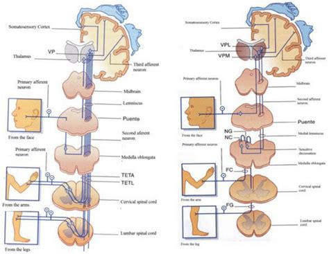 A) Posterior column-medial lemniscus pathway. B) The spinothalmic ...