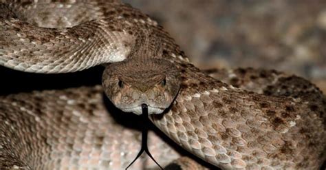 Kingsnake vs Rattlesnake: 6 Key Differences - IMP WORLD