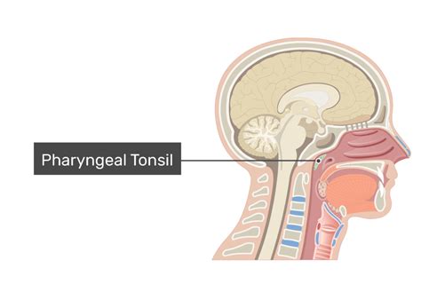 Tonsils of the pharynx: types, location and anatomy | GetBodySmart