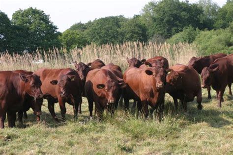 Red Poll Cattle – Heckingham Hall