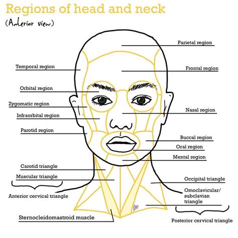 Anatomy - Regions of the head and neck | Anatomy drawing, Anatomy, Head ...