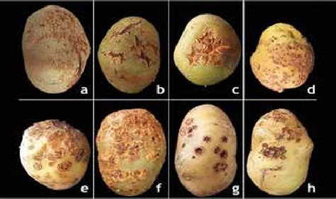 Various types of scab symptoms caused by Streptomyces species on potato...