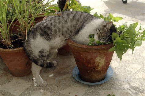 How to Grow and Care for Catnip Plants