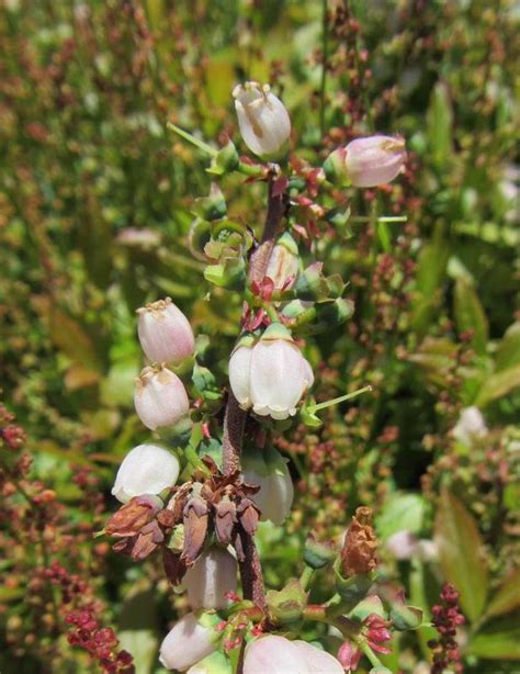 Blueberry | Diseases and Pests, Description, Uses, Propagation