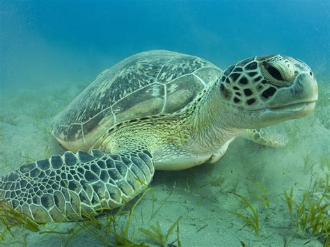 What Color Is A Green Sea Turtle