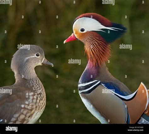 Portrait of a Mandarin Ducks male and females Axi sponsa Stock Photo - Alamy