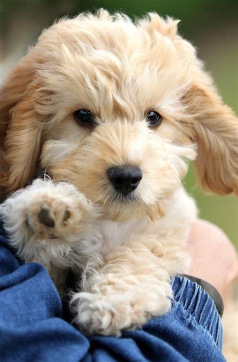 Cockapoo puppies for sale | Pets4Homes | Cockapoo puppies, Best dog breeds, Cockapoo dog