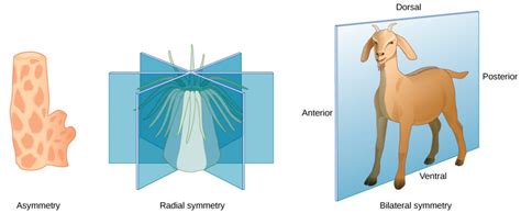 Animal Form and Function | OpenStax: Biology