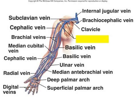 Blood Vessel Anatomy - Veins Flashcards | Quizlet