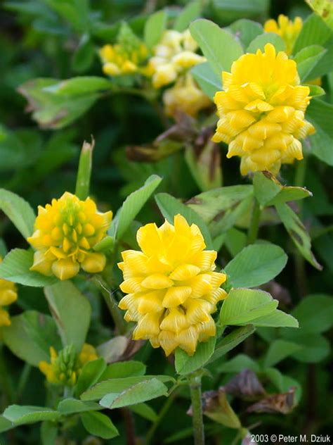 Trifolium campestre (Low Hop Clover): Minnesota Wildflowers