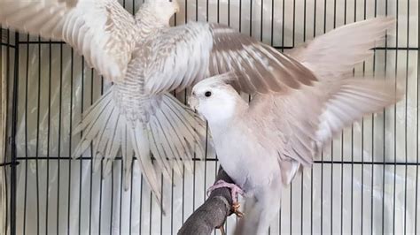 Cockatiel Mutations - YouTube