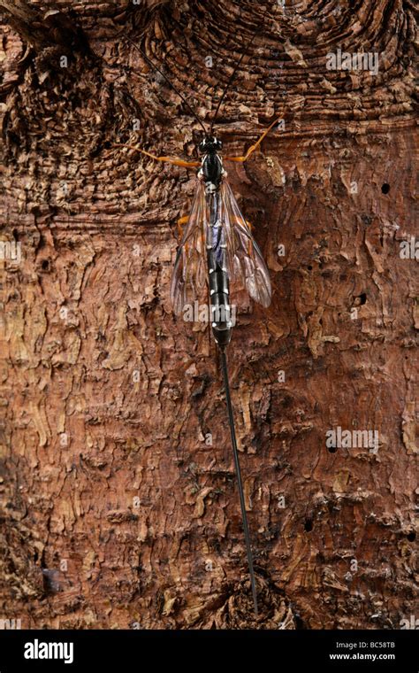 Sabre wasp Rhyssa persuasoria boring through timber to reach wood-wasp larvae Stock Photo - Alamy