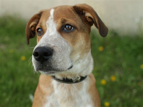 CJ - Redtick Coonhound mix