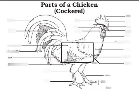 Chicken Body Parts Diagram | Quizlet