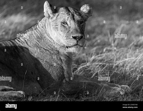 Safari in East Africa Stock Photo - Alamy