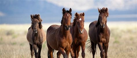 Horse characteristics - Straightness Training